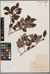 Salix aurita L. x Salix silesiaca Willd.